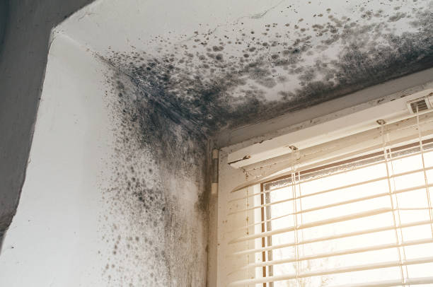 Trusted Black Mold Removal service in Glencoe, FL - Cheap Mold Removal