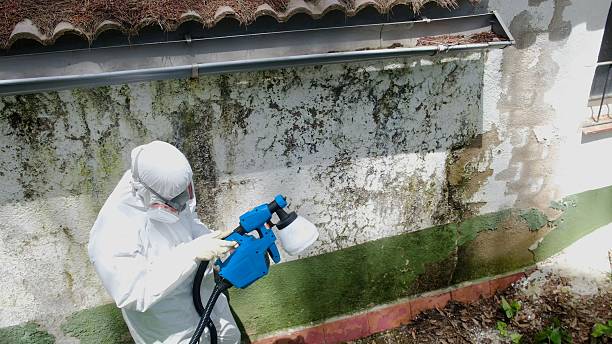 Top rated local Basement Mold Removal specialists in Glencoe, FL